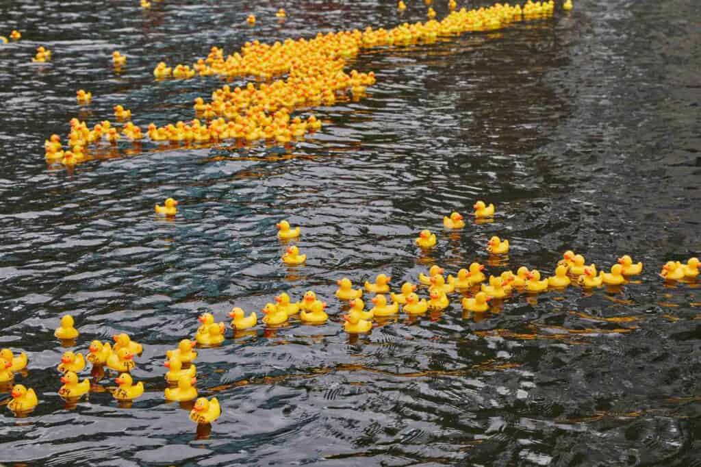 the great helen duck race