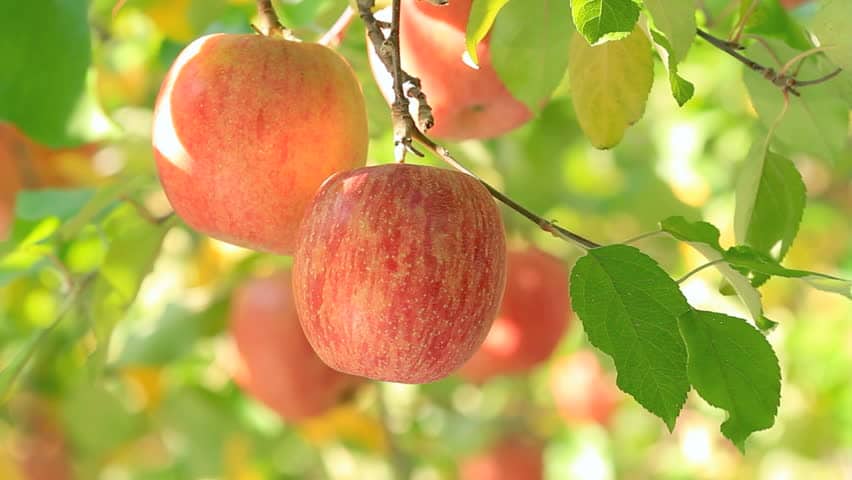 ellijay apple orchard