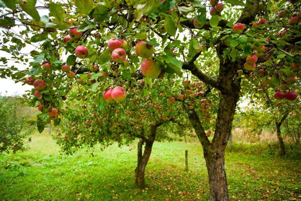 ellijay apple orchard