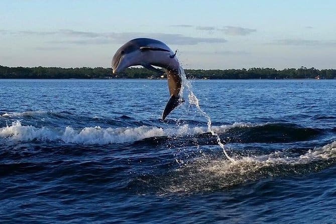 dolphin tours gulf shores reviews