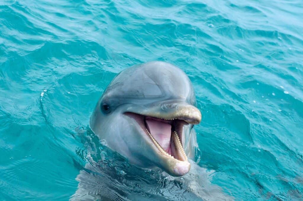 sunset dolphin cruise gulf shores alabama