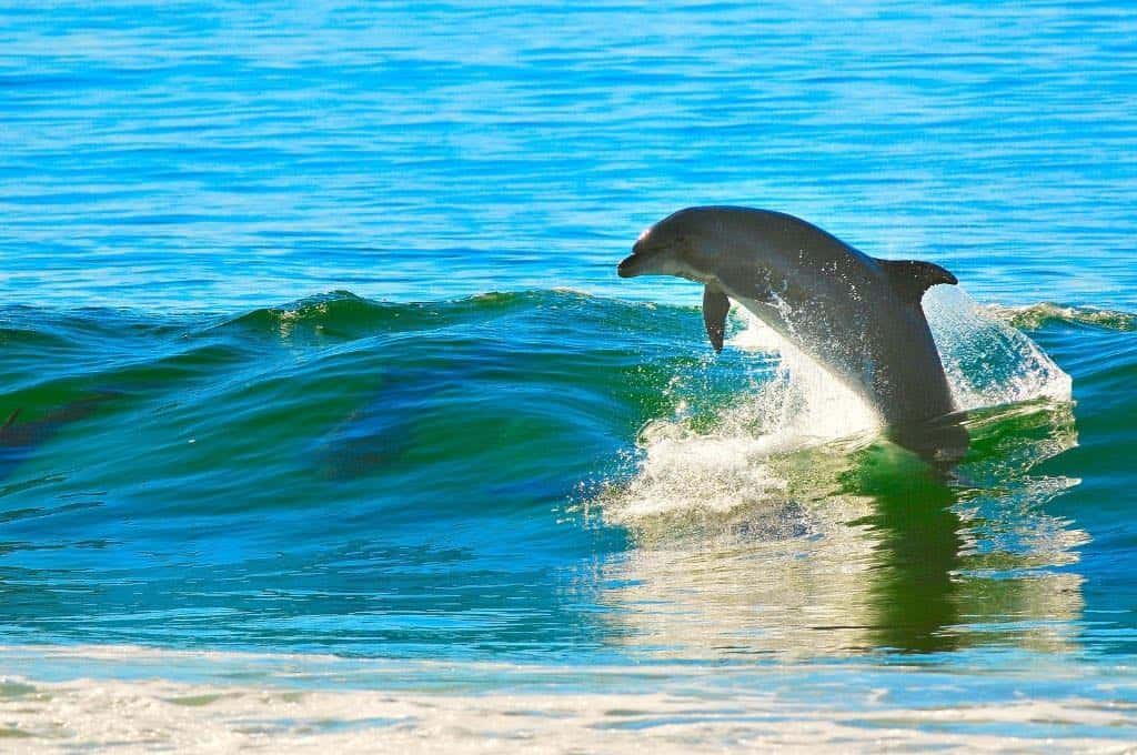 dolphin cruise gulf shores