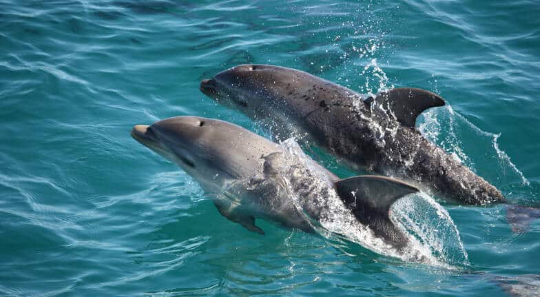 sunset dolphin cruise gulf shores al