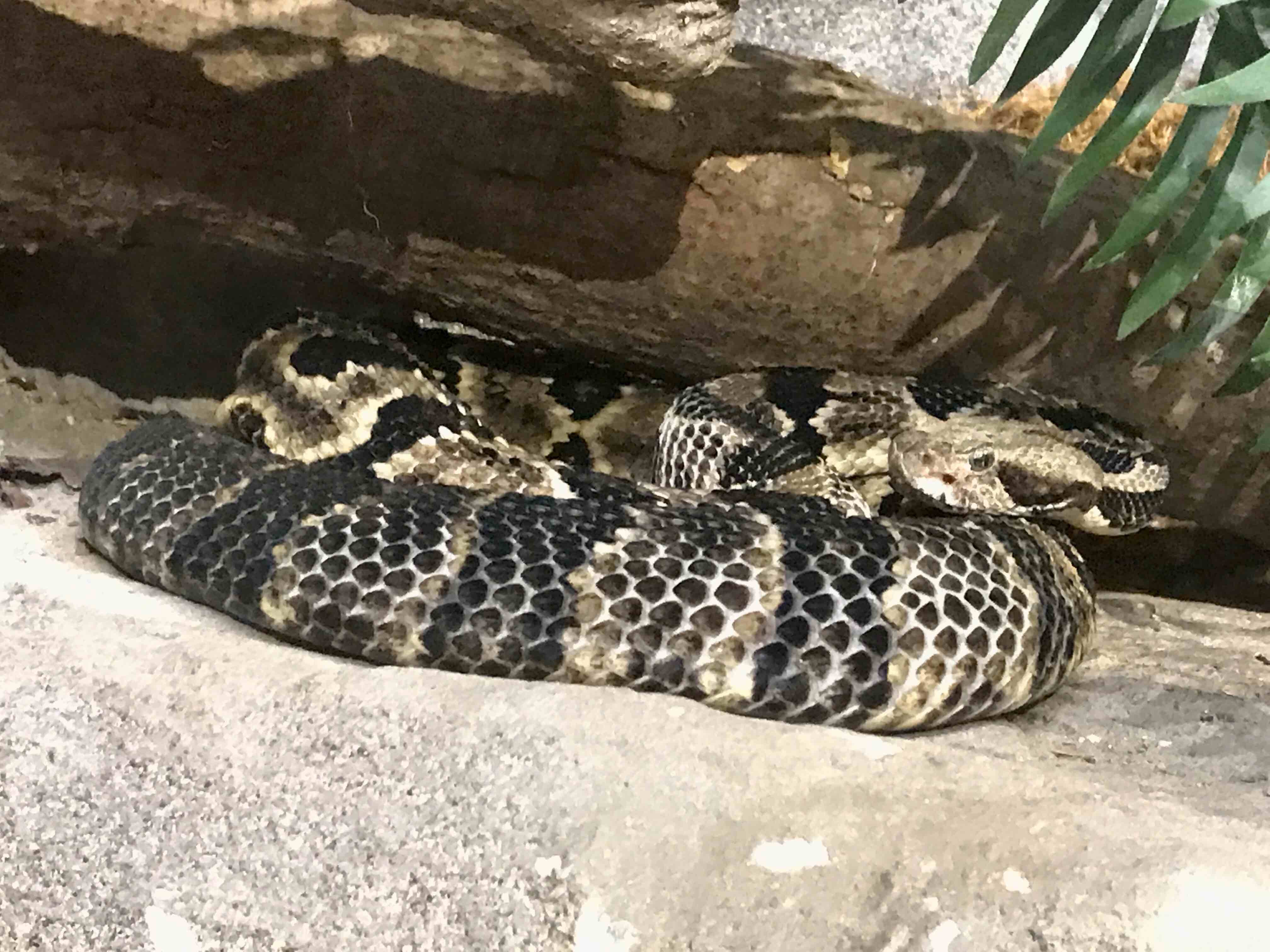 sandy creek nature center athens ga snake