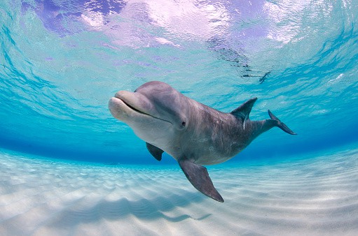 holiday dolphin cruise hilton head