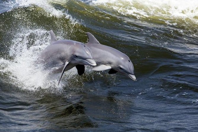 dolphins swim in the ocean during dolphin tours in hilton head
