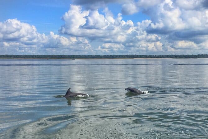 dolphins swimming during dolphin tour hilton head island