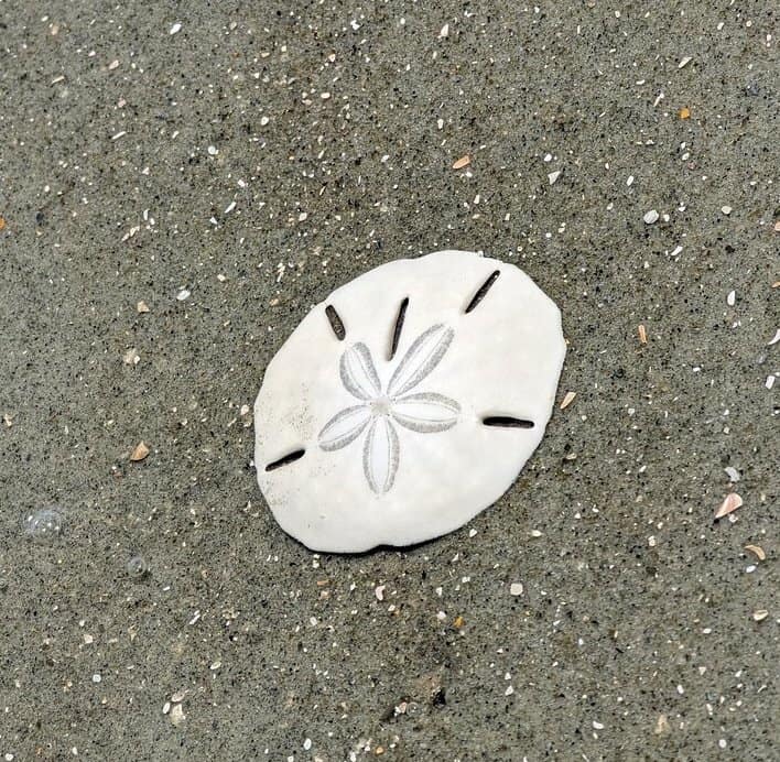 sand dollar found on disappearing island