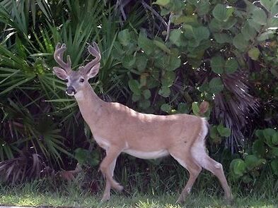 picture of florida key deer on the side of the road