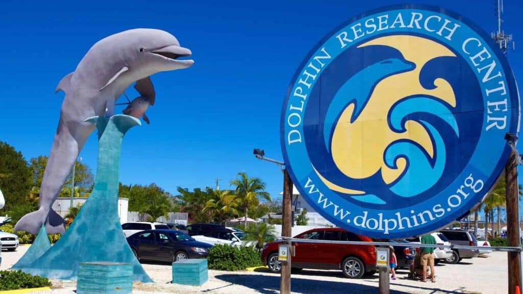 dolphin research center top things to do in the keys with families