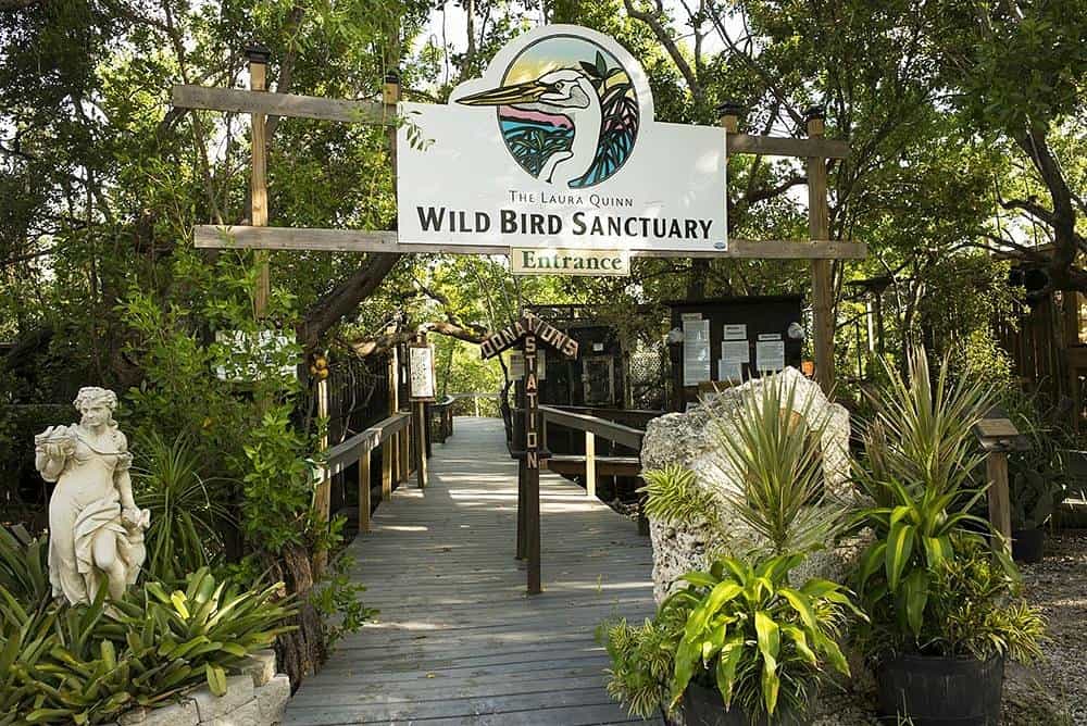 florida keys wild bird center laura quinn wild bird sanctuary